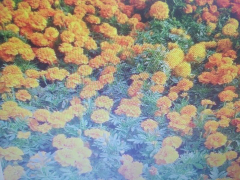 万寿菊种苗