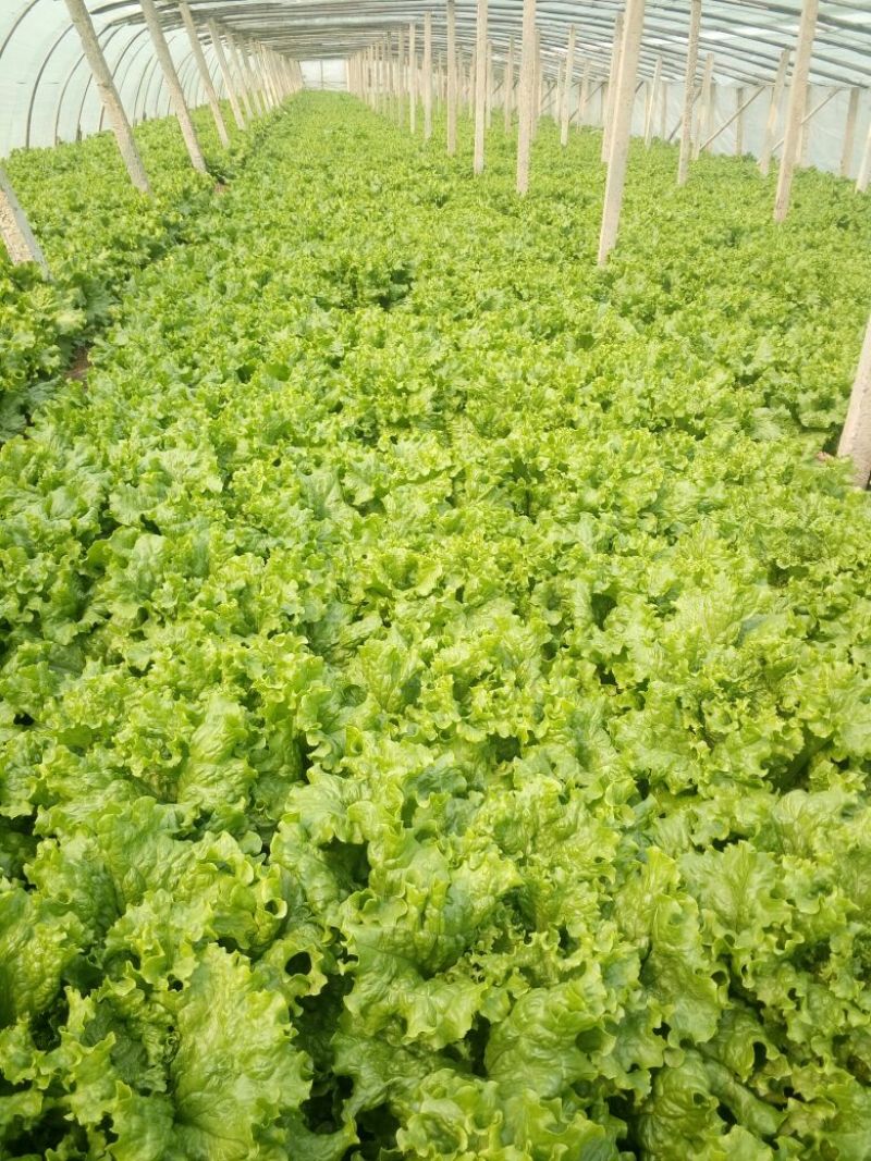 散叶生菜4两~5两