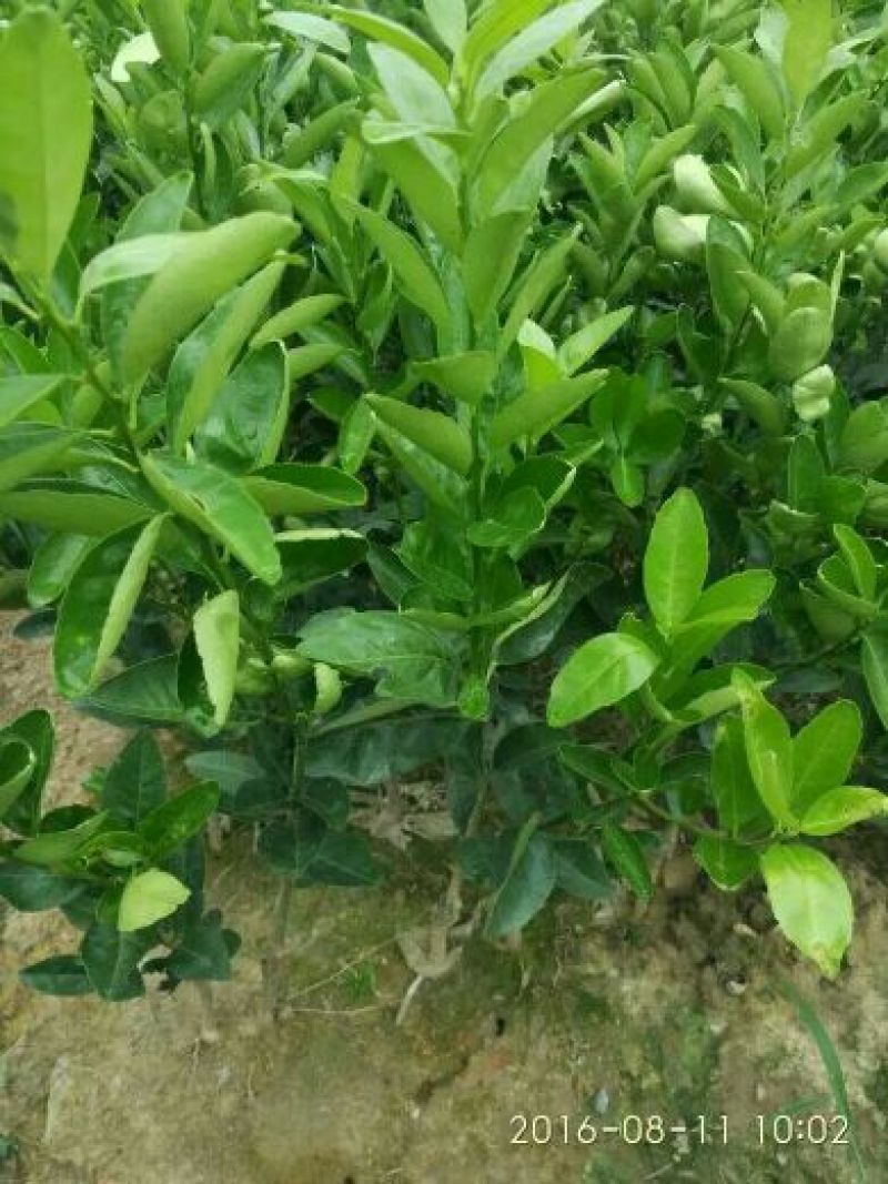 纽荷尔脐橙苗