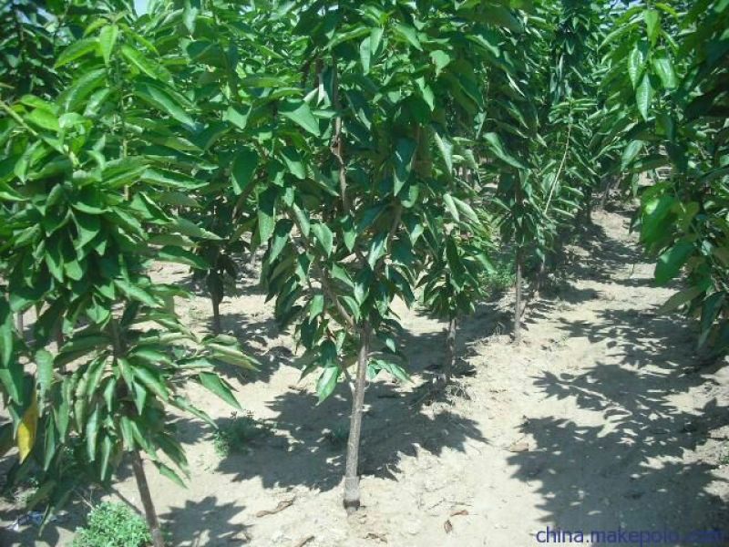 吉塞拉矮化美早樱桃苗2年苗