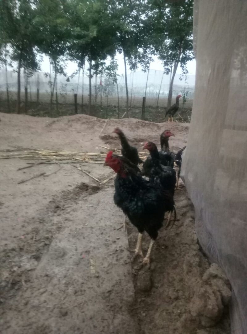 走地鸡观赏鸡5~6斤