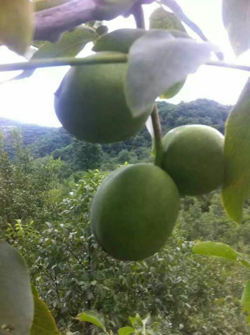 青皮核桃青皮