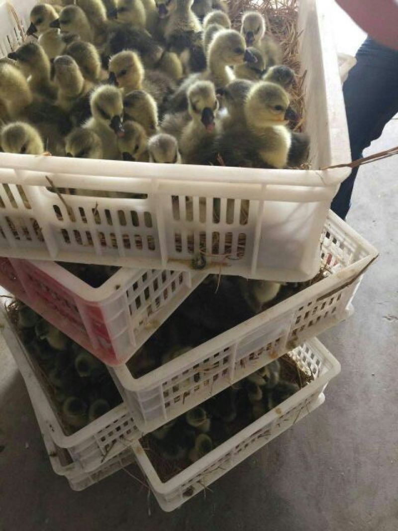 鹅苗250g以下