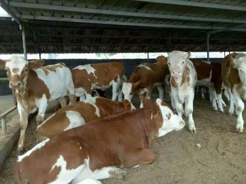 牛犊200~300kg