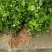 茉莉花苗30~50cm