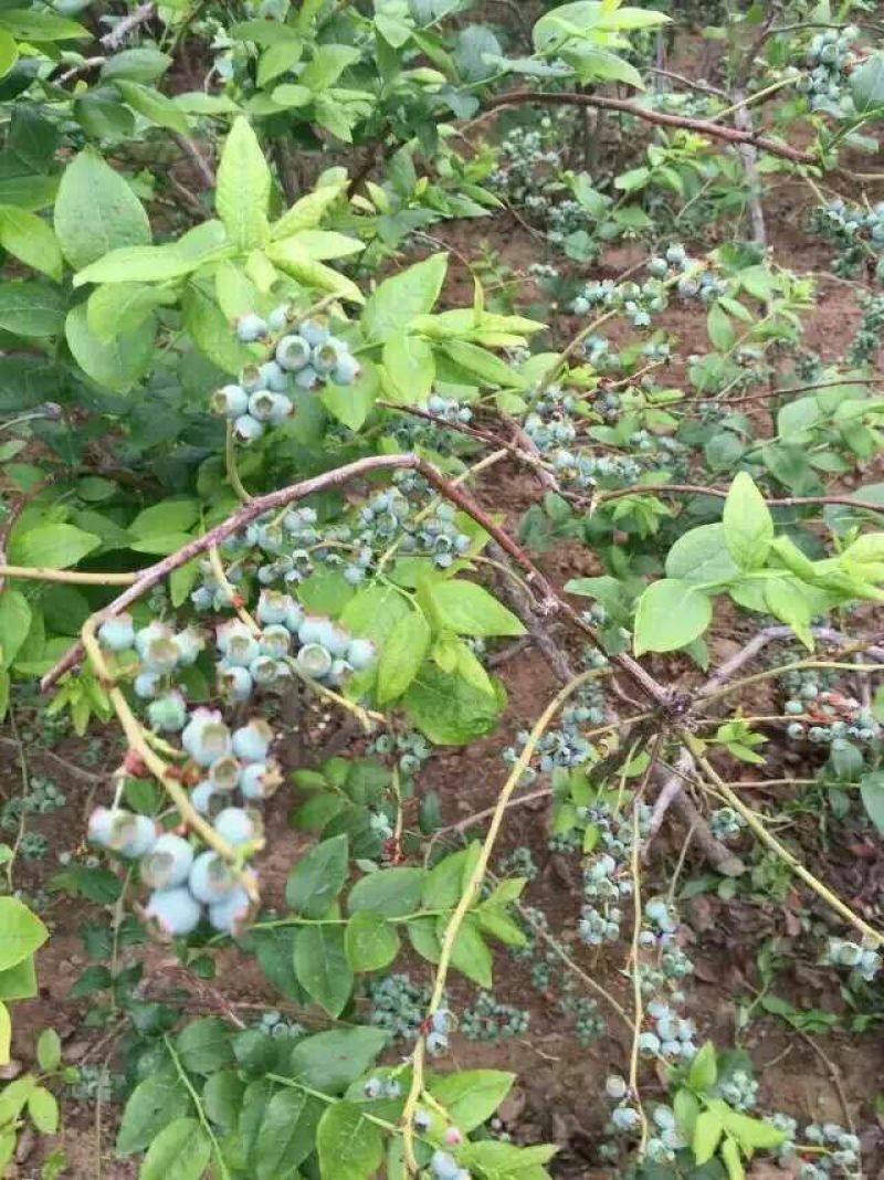 蓝莓苗蓝丰蓝莓苗都克蓝莓苗珠宝蓝莓苗品种纯