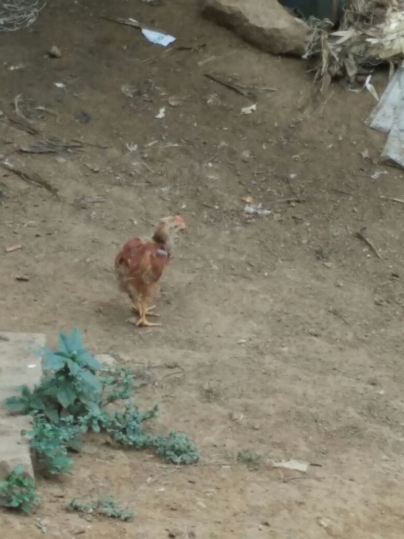 麻鸡苗1斤以下