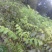 核桃树