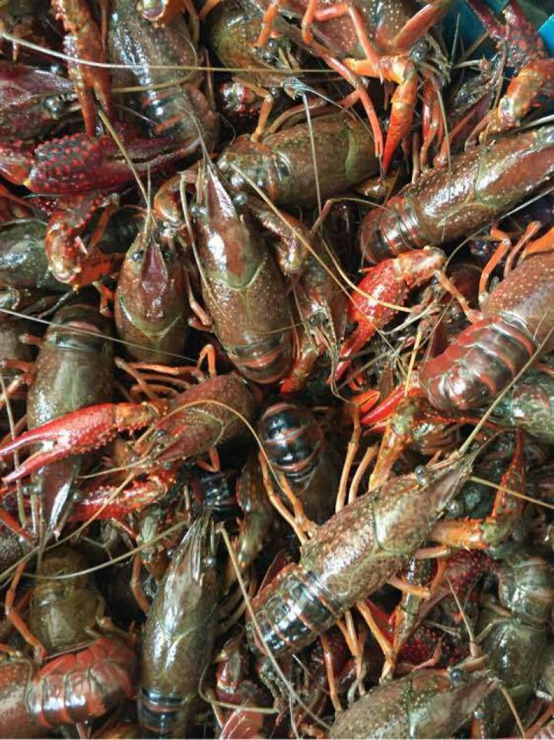 青虾食用8~12只/kg