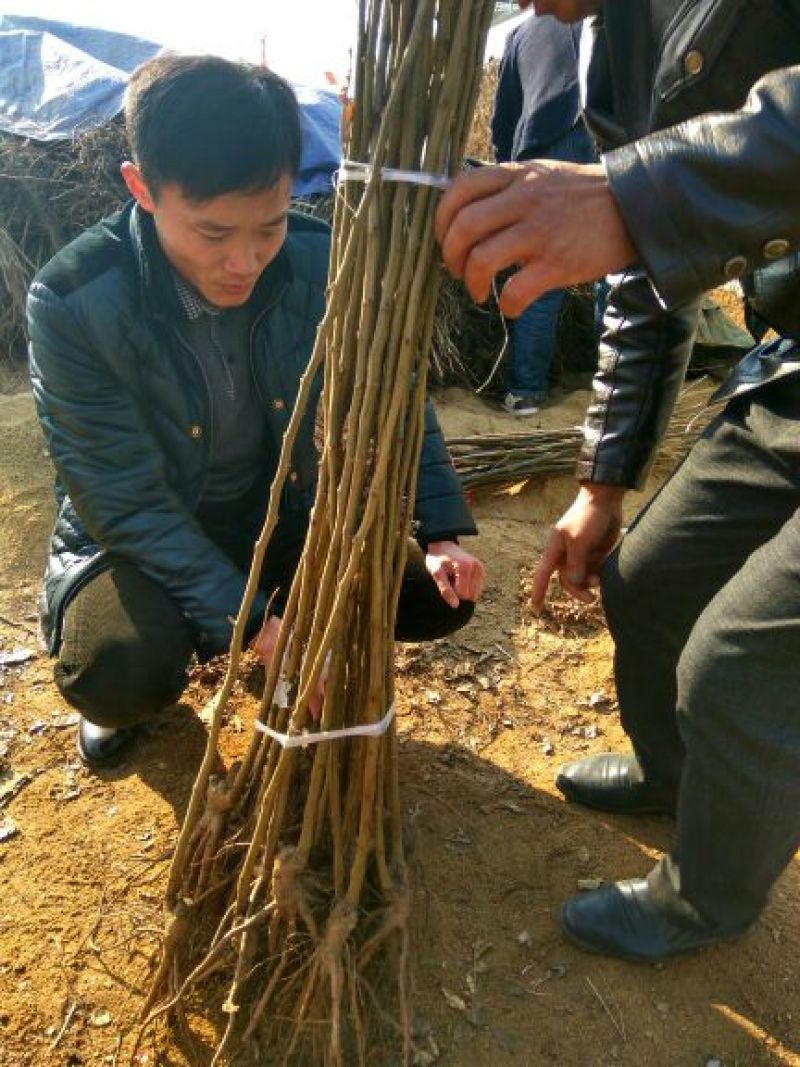 柿子树苗甜柿子树苗金柿子树苗品种2年柿子树苗