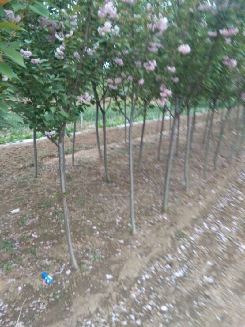 樱花4cm以下，5-15公分的樱花工程树苗，随时发货。