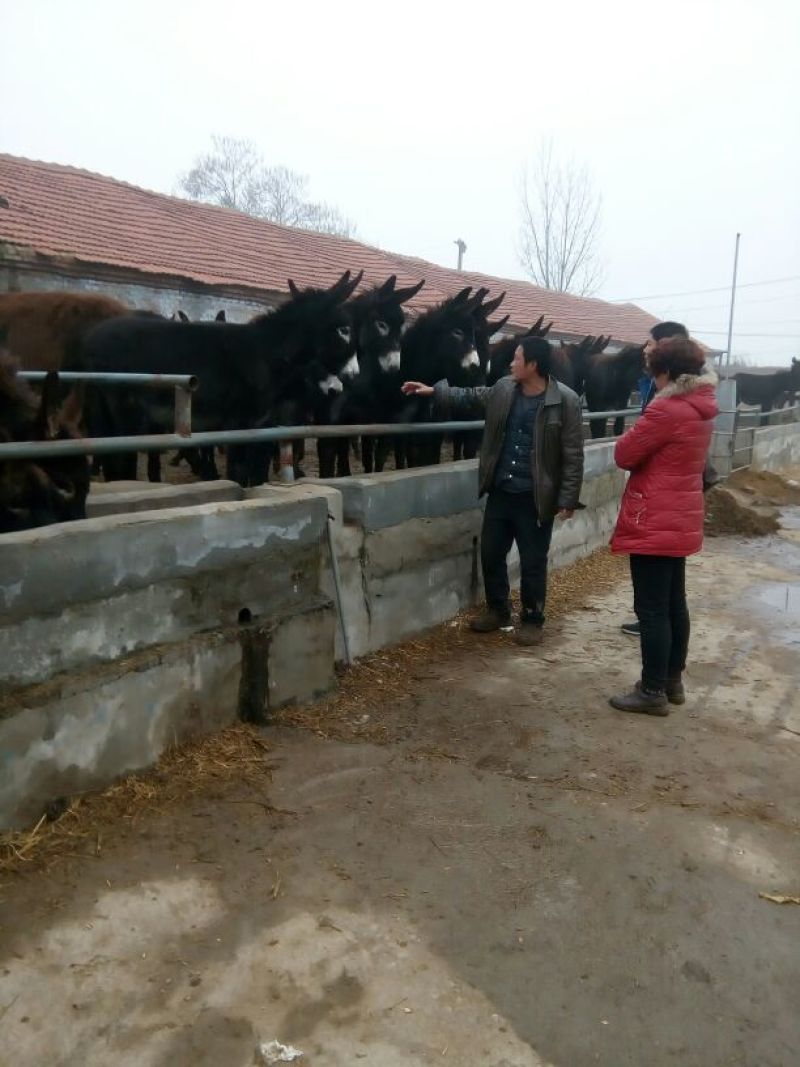 肉马