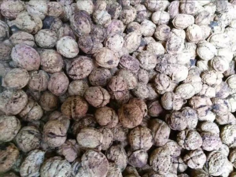 大泡核桃
