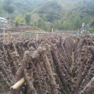 黑木耳特级