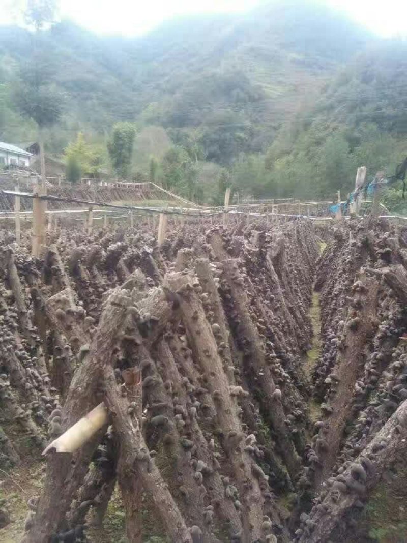 黑木耳特级