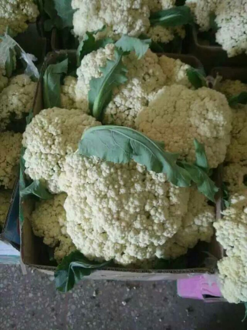 散花菜