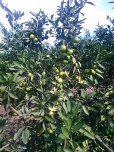 特早蜜桔四川资中县