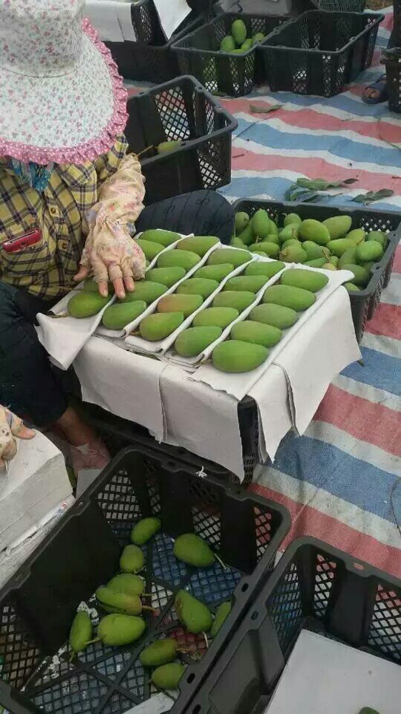 芒果2两以上