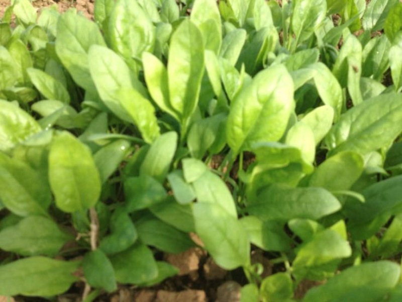 越冬菠菜