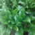 大叶菠菜25~30厘米