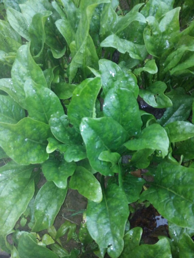 大叶菠菜25~30厘米