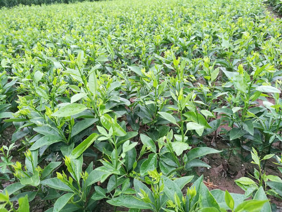 四川内江市东兴区爱媛38号苗 50~100cm批发