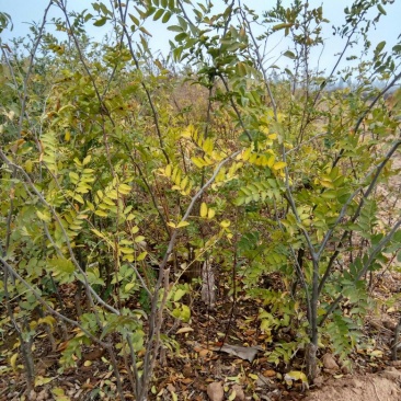 皂角树苗50~80cm