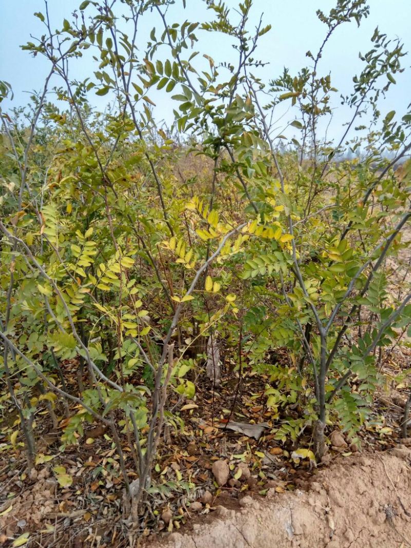 皂角树苗50~80cm