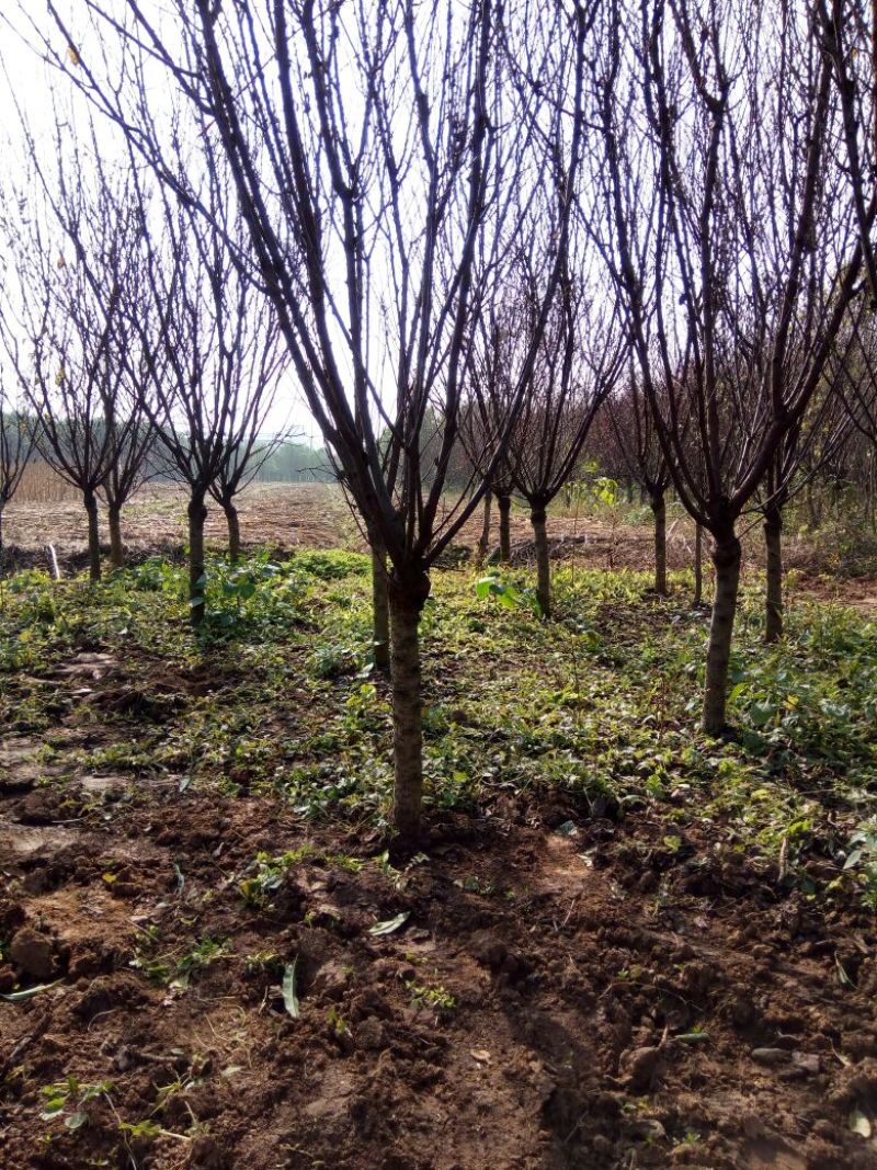 榆叶梅价格梅花价格苗圃直销规格齐全无中介