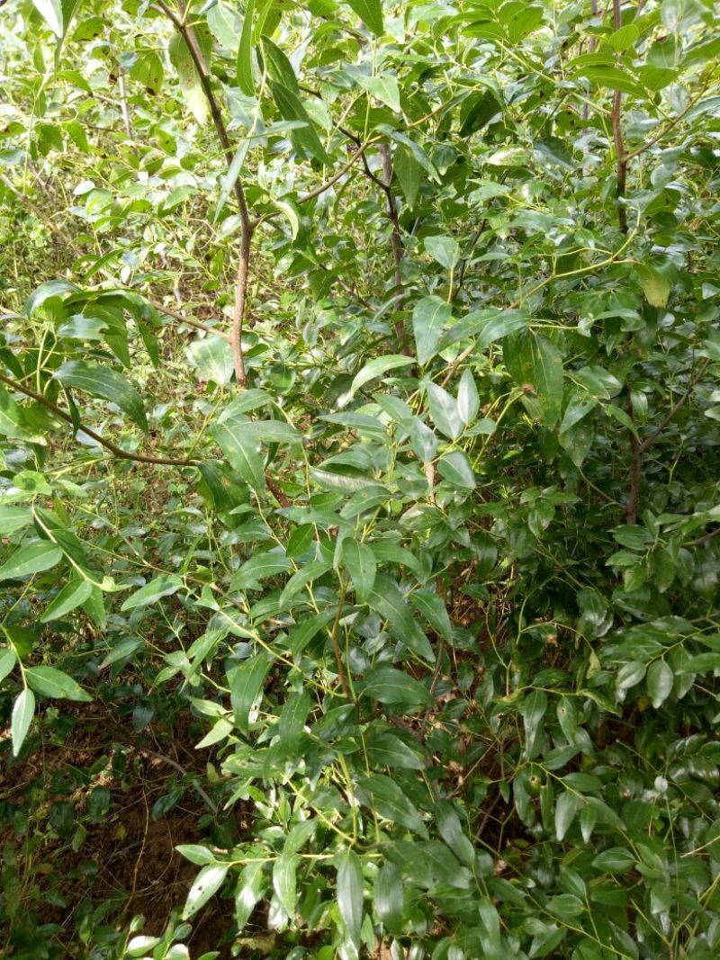 蟠枣树苗：龙须枣苗，冰糖枣苗，酸枣苗，2，3公分冬枣树苗