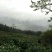 本山茶一级