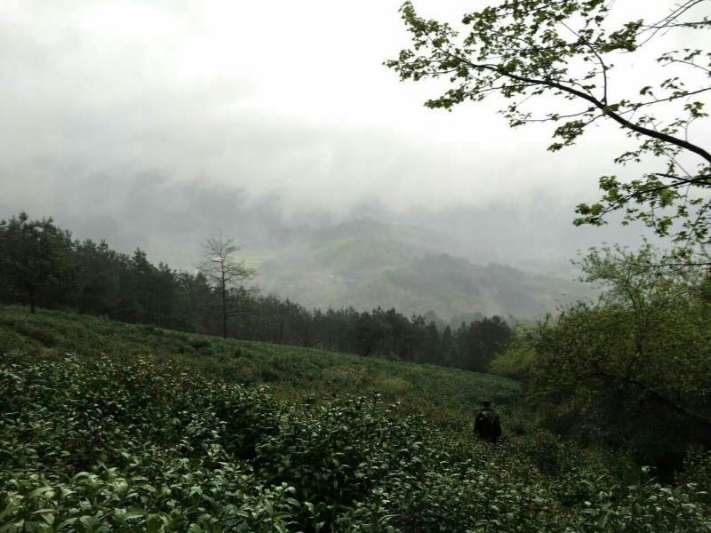 本山茶一级