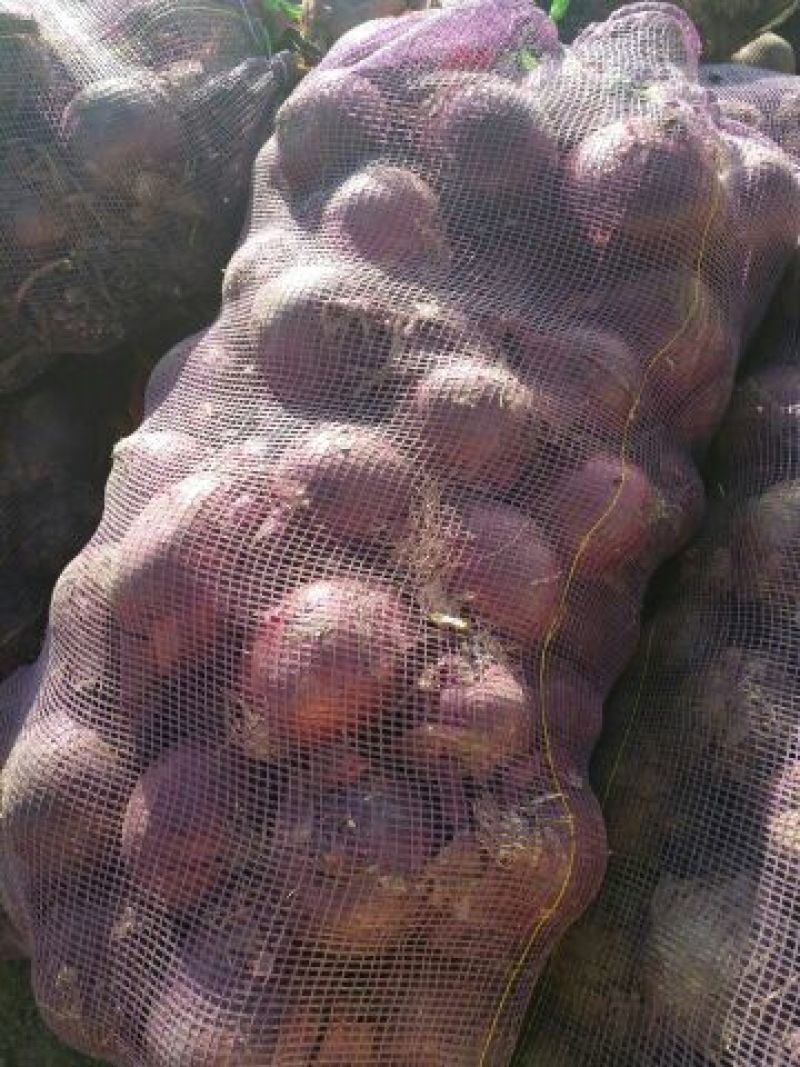 洋葱8厘米以上