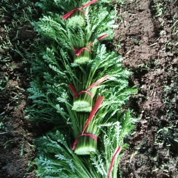 小叶茼蒿35~40cm