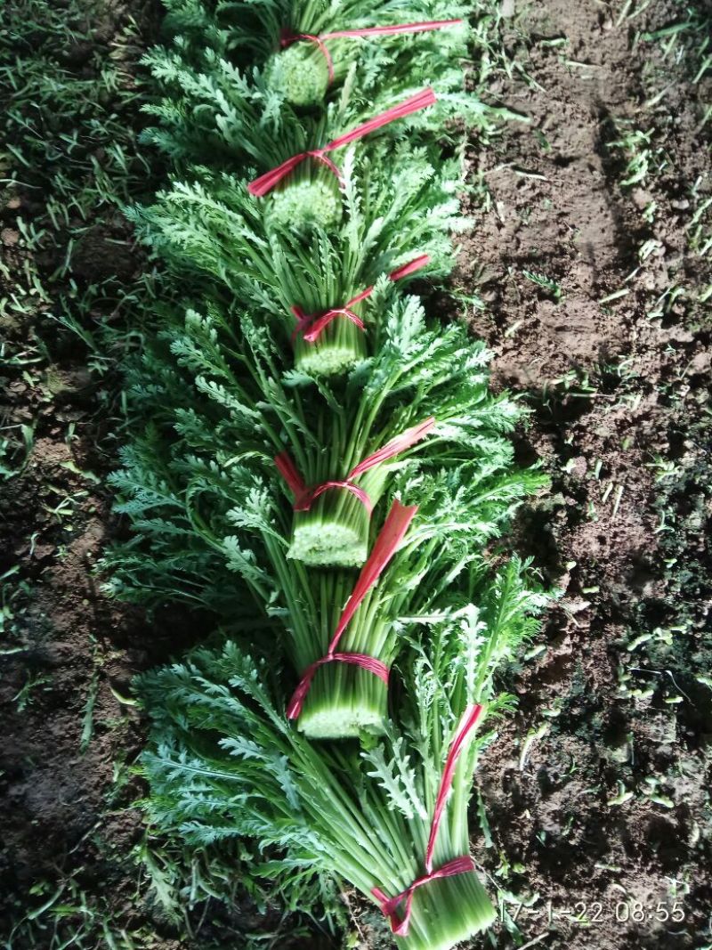 小叶茼蒿35~40cm