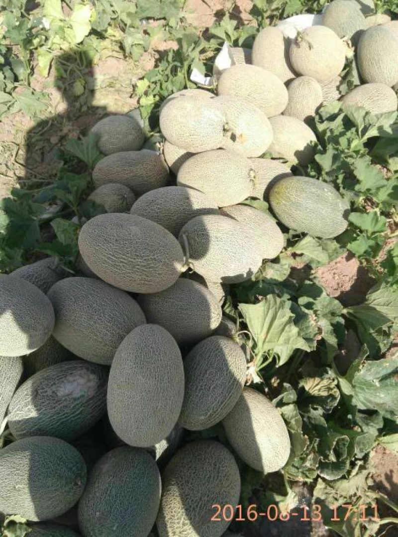 哈密瓜
