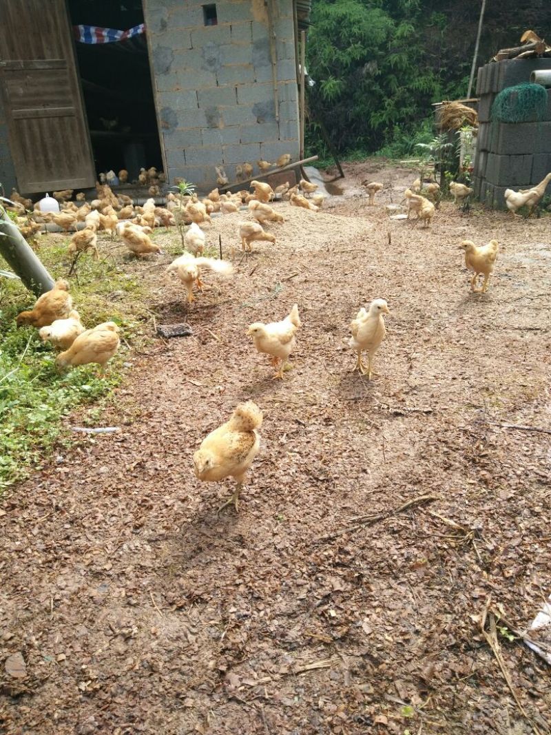 湘黄土鸡苗1斤以下
