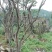 映山红5~10cm