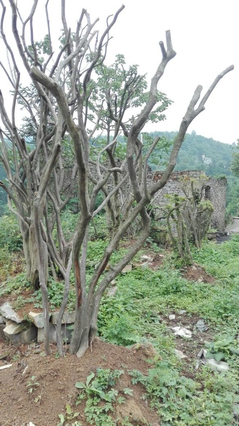 映山红5~10cm