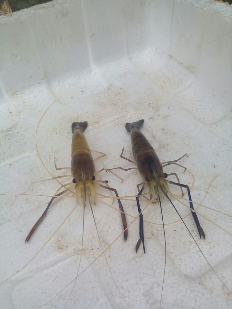 沼虾