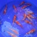 锦鲤鱼苗7两