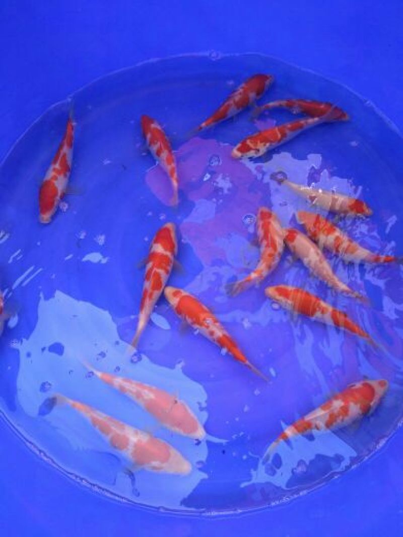 锦鲤鱼苗7两
