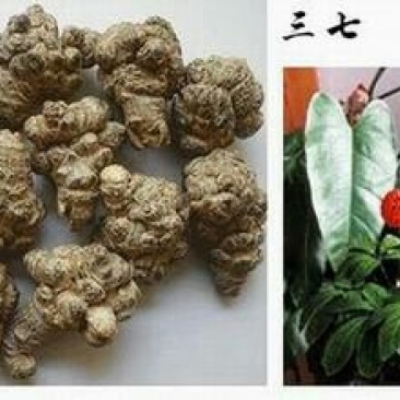 三七