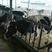 【牛犊】奶牛牛犊养殖基地直供可视频看货包回收