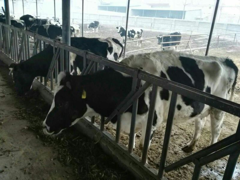 【牛犊】奶牛牛犊养殖基地直供可视频看货包回收