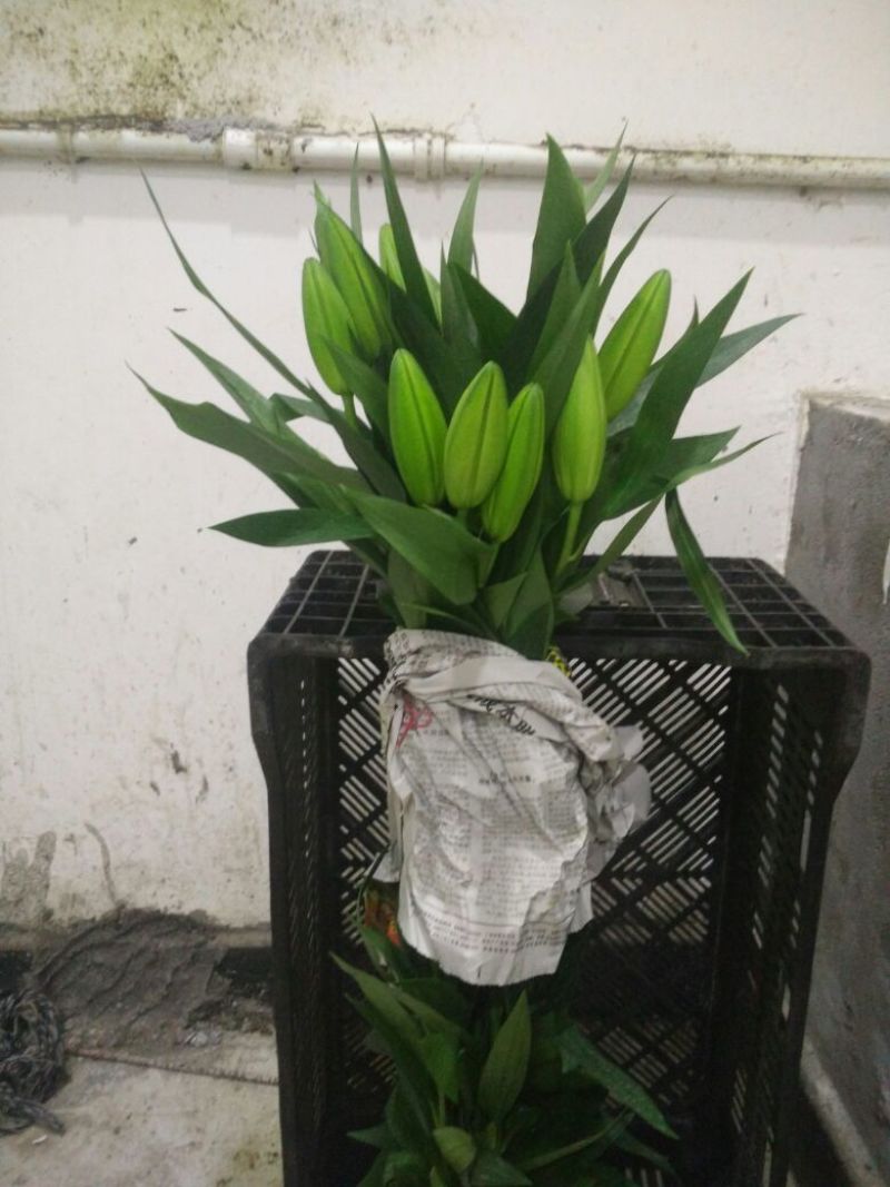 荷兰百合4以上
