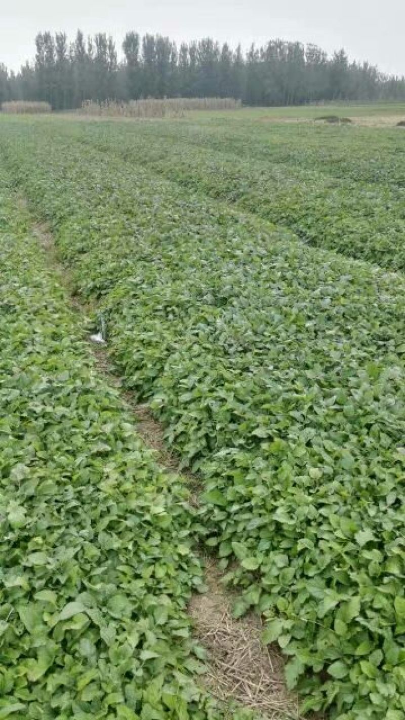 【推荐】安徽亳州供应新产丹参苗种植基地一手货源价格稳定