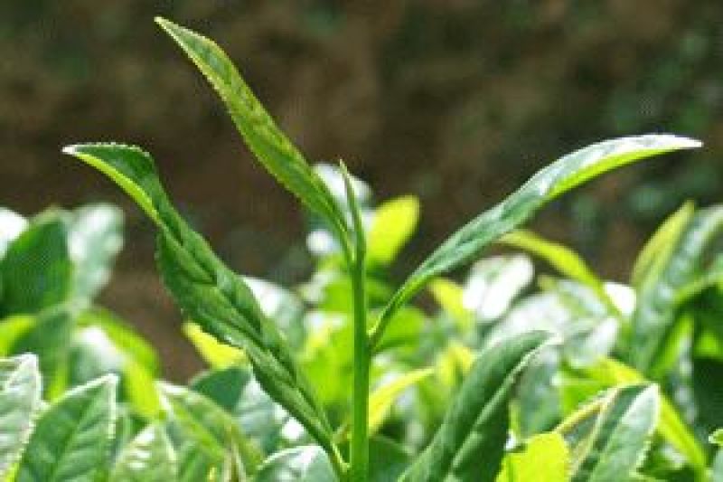 观音茶一级