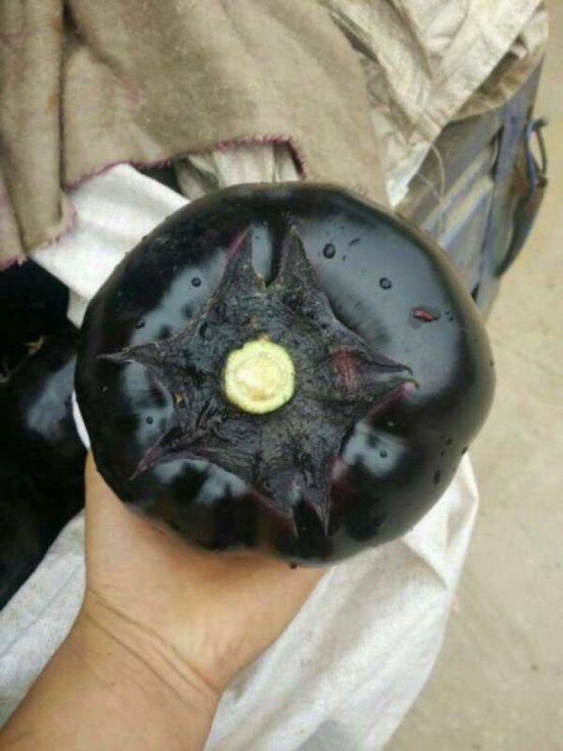 紫光圆茄可以视频看货，货源充足，大量现货