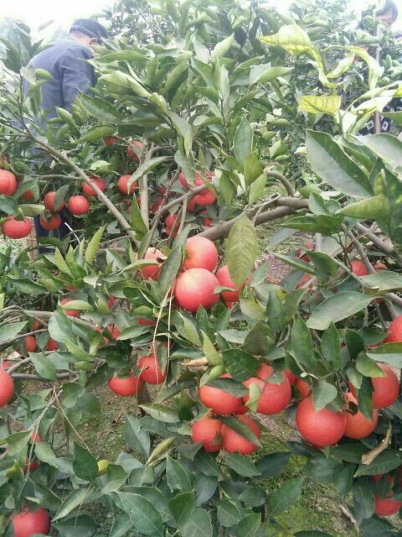 血橙橙子资中血橙可线上交易支持实地看货量大质优